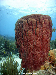 Barrel sponge beauty in gardens of the sea. by Lisa Hinderlider 